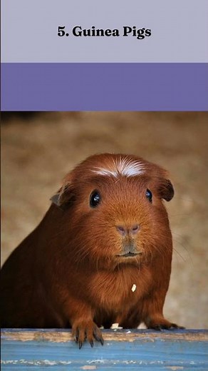 Top 10 Easiest Pets To Take Care of #top10 #pets