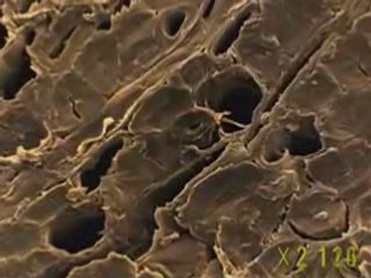 Zoom into the Cellulose of Wood