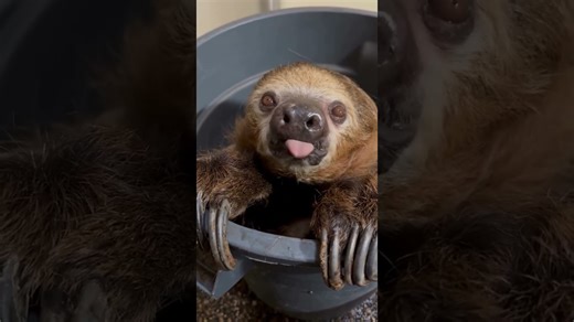 Sloth snacks on strawberries with slow, happy bites