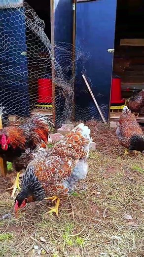 Red Blue Wyandotte Kümesin Janti Modeli