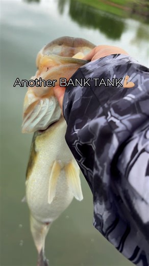 Another BANK TANK!💪🏼big bass+glide bait #bassfishing #largemouthbass #fishinglife #catchandrelease