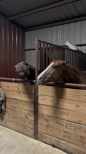 Good thing they’re in separate stalls. #mareproblems #horse #horsesoftiktok #arguing #fyp #foryoupage #mare