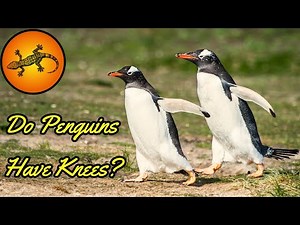 Do Penguins Have Knees?