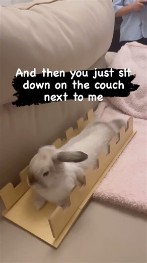251K views · 6K reactions | Hoomans and their double standards  _______________________________________  IG: Ello.from.ellie   Share special moments with your bunny when unboxing our monthly treats and toys  | Happy Bunny Club | Facebook