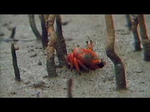 Bush Tucker Man - Northern Territory part 3 of 3