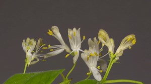 森林金银, 野花, 金银花, 蓬勃发展, 盛开, 野生植物
