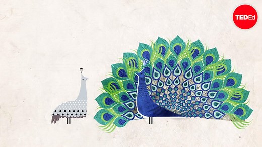 How did feathers evolve?