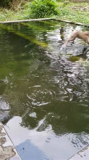 Happy Poolside Time | Monkey Of Cambodia