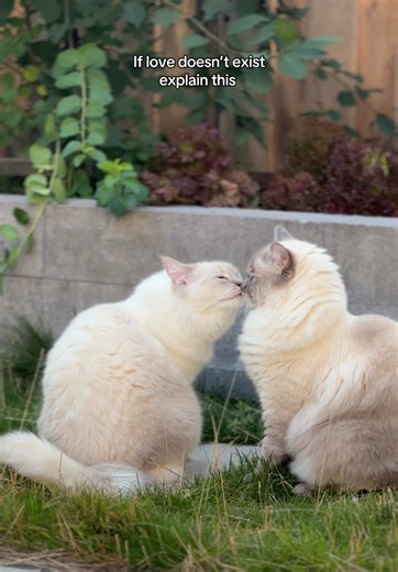 Appa and Momo op TikTok