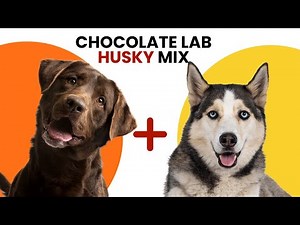 All About Chocolate Lab Husky Mix