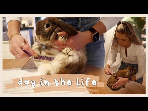 My Rabbit is MOLTING | Behind the Bun