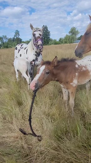 2.9M views · 10K reactions | Sailor being "helpful"  #foundationappaloosa #appaloosa #horseranch #horse #horses #equine #horsereels #funnyhorse #funnyanimals #equestrian | Jack Creek Appaloosas | Facebook
