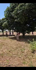 1K views · 96 reactions | Our international client refreshing with mangoes 省 after viewing | Shammah Real Estate Agency Limited | Facebook