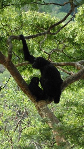 4.3K views · 156 reactions | Gombe was where Dr. Jane once famously...