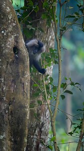 229K views · 3.4K reactions | When curiosity meets a treasure hunt! ✨This lion-tailed macaque is on a mission. What's hiding in the tree hole? What's this lion-tailed macaque really up to? Share your thoughts in the comments! Nature never fails to amaze. #reelsviralシ #reelsfbシ #nikonz9 #FaisalMagnet #naturelovers #nikonasia #nikonindiaofficial #wildlife #nelliyampathy #naturephotography | Faisal Magnet | Facebook
