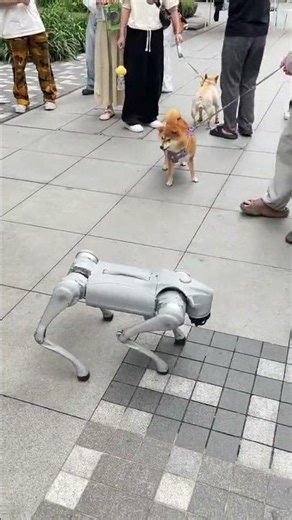 Shiba Inu barks at robot dog during outdoor encounter in Sichuan, China