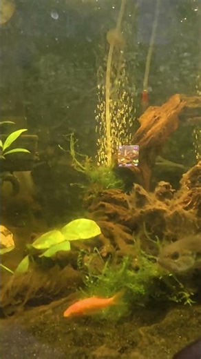 My PET Bass DESTROYED These Goldfish Instantly! #bass #fish #shorts