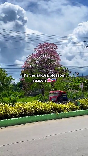 Sakura Blooms in Bohol: A Pink Paradise