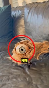 536K views · 6.8K reactions | Top 5 Creepiest na Lihim ng Kalikasan  #CreepyNatureFacts #AnimalSecrets | Amazing Facts 101 | Facebook