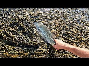 Best Weedless Wacky Rig Setup for Bass – Fishing Senko Worms in the SWAMP
