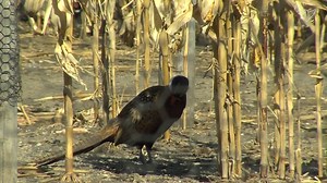 Get to know the state bird, the Chinese Ringneck Pheasant. | SDPB