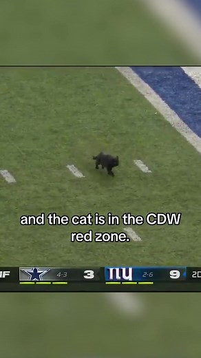 Cat Interception in NFL Game: Hilarious Play-by-Play