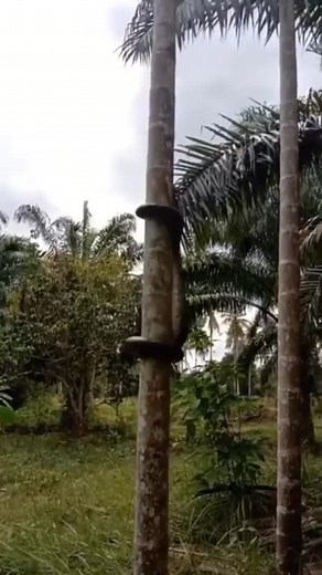 Funny Snake Encounter While Climbing a Tree