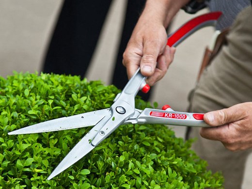 Arbustes : quand les tailler ?