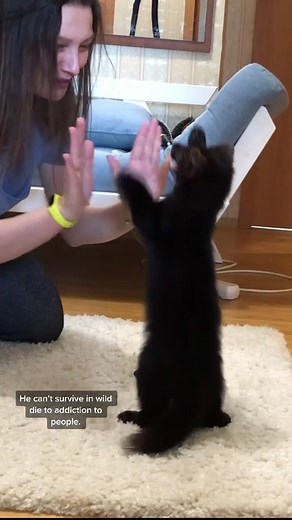 Buddy the Sable: Smart, Independent, and Playful Companion