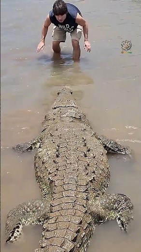 If You See a Baby Alligator Alone… RUN 🐊