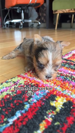So Adorable And Cute Merle Yorkie Puppy 😍😍😍 #yorkie #yorkshireterrier #yorkiepuppies #yorkielove #yorkieoftheday #yorkiepuppy #yorkielife #yorkieoftheday #yorkielovers #yorkies | I Love Yorkshire Terrier