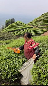 209K views · 750 reactions | Woman Shaping Trees with Precision Blade #TreeShaping #GardeningSkills #LandscapingArt #Horticulture #NatureDesign | Be You | Facebook