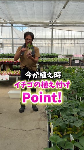 イチゴの植え付け方と栽培のコツ