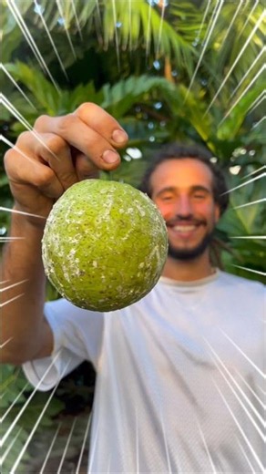 Breadfruit Health Benefits: The Healthy Survival Fruit USA Needs. price of a $4 to $8 per fruit.