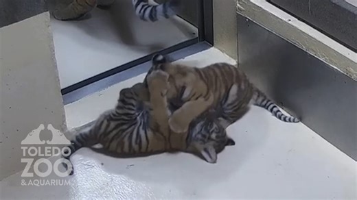 Toledo Zoo's new tiger cubs have names! Find out what they're called and when you can see them on exhibit