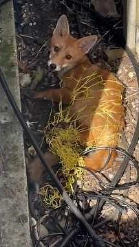 Baby Fox Trapped In Wire During Heat Wave Makes It Back To Her Family | The Dodo