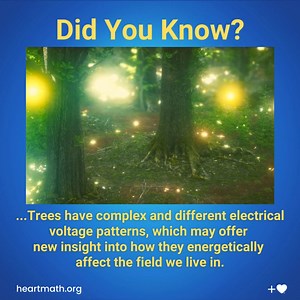 After monitoring several Oak and Redwood trees’ electrical activity, HeartMath Institute scientists discovered that trees possess distinct electrical voltage patterns and circadian rhythms, much like humans. In an innovative research endeavor, HeartMath® Tree Rhythms™ project will explore the electrical activity of trees to gain further understanding of how humans and trees are connected, the way trees react to heart-felt positive human emotions, why trees have an uplifting effect on people, and