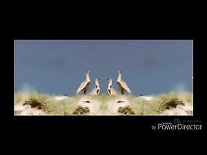 (RE-UPLOADED) Preview 100 in preview 2l effects