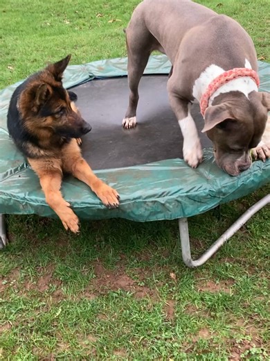 Tinkerbell GSD not happy being told not to take the snake off ~Kenzo XL Bully.#xlbully #gsd #fyp #boardingkenneldodfordbromsgrove #dogsuperstars