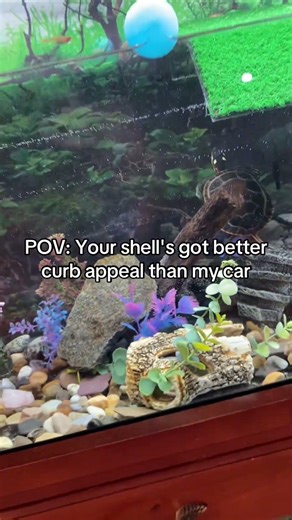 King Albert’s got it going on! #turtlesofyoutube #turtlewatching #turtleclub #turtleshorts