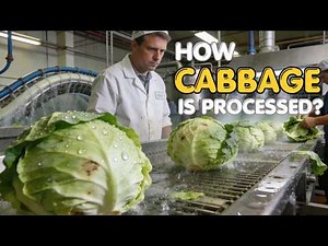 Cabbage Farming Process Complete Cultivation and Harvest Guide
