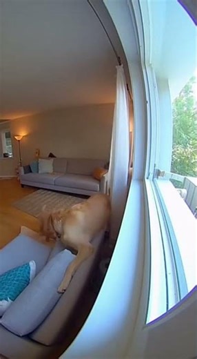 Dog Saves Tiny Climber! #dog #puppy #petvideo #animals #wholesome
