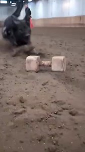 Discipline is the consistent practice of making intentional choices toward a goal, even when motivation fades and circumstances work against you. It is the bridge between desire and results built through daily decisions that prioritize long-term success over short-term comfort. | K9 Force Working Dog Club