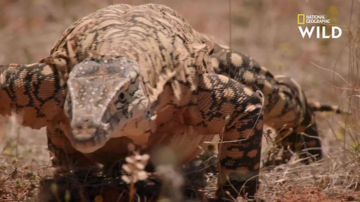 Le varan perenti, pouvant mesurer jusqu'à trois mètres de long, est considéré comme un super-prédateur bien qu'il soit également un charognard avisé. | Nat Geo Wild France