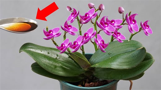 This Way You Will Have A Beautiful Orchid Garden Blooming Profusely | Balcony & Garden