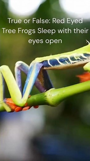 True or False Fact 16 Red Eyed Tree Frogs Sleeping? #herpetology #education
