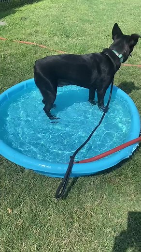 Osito not missing out on the pool party! | City Of La Porte, TX Adoption Center & Animal Shelter