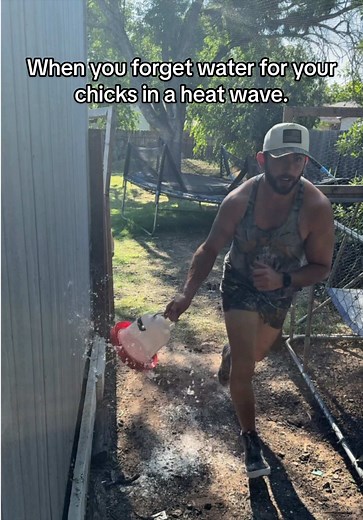 Protect Baby Chicks in Heat: Quick Care Tips