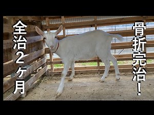 【愛知ヤギ農場】ヤギの骨折治療 ギブス固定から２カ月で完治しました