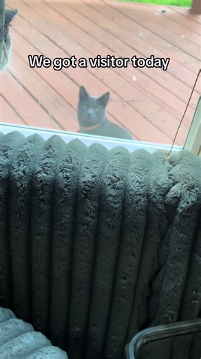 The stare kills me 😂 sorry for the crappy camera work #catsvideo #neighborhood #stranger #f #kittycat #fypage